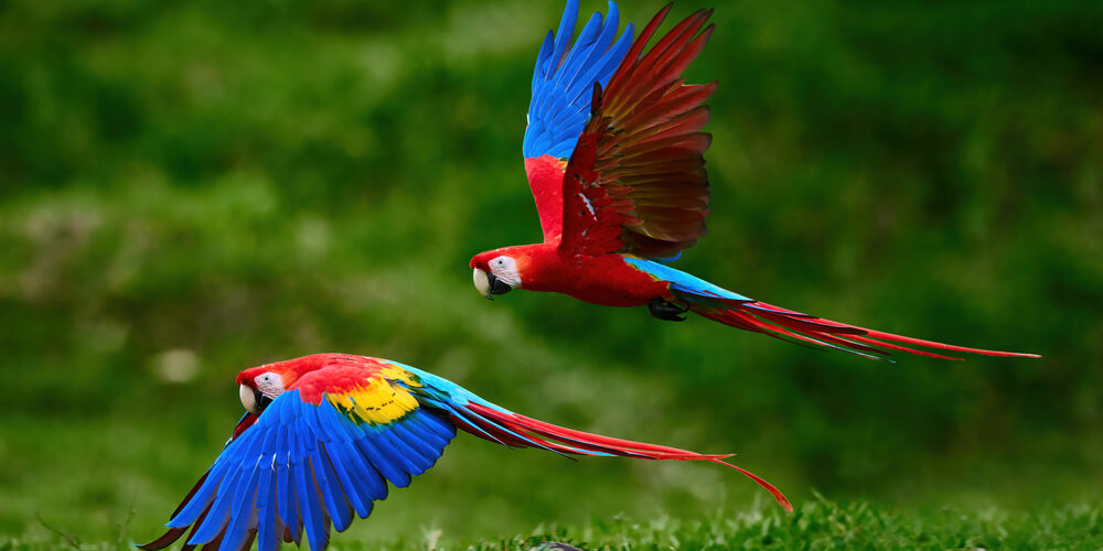 Two,Scarlet,Macaw,Parrots,,Flying,Just,Above,The,Ground.,Bright